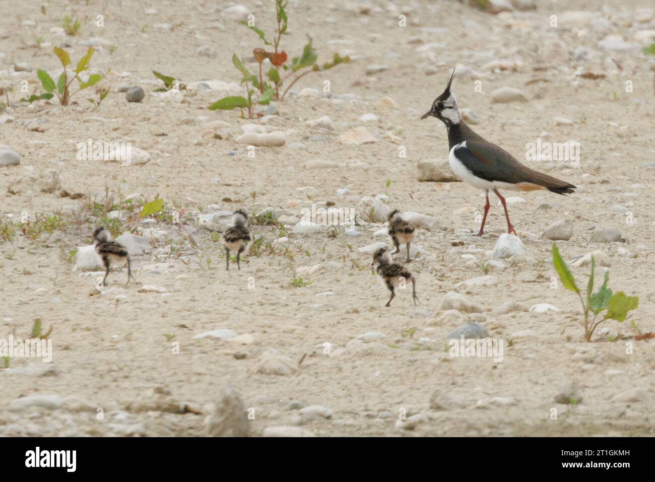 Vanellus vanellus, con quattro pulcini in una zona mineraria di ghiaia rinata, Germania, Baviera Foto Stock