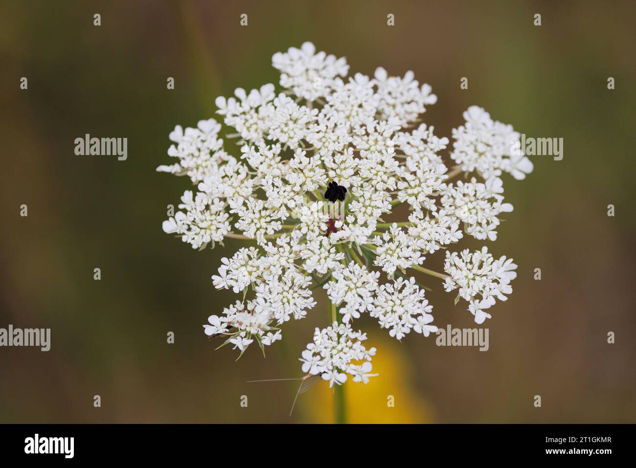 Pizzo della regina Anna, carota selvatica (Daucus carota, Daucus carota subsp. Carota), fiore viola infertile al centro del fiore umbell, Germania, Foto Stock