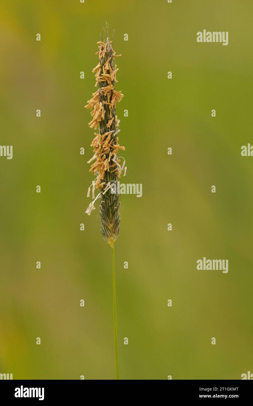 Erba di foxtail prato (Alopecurus pratensis), fioritura, Germania, Baviera Foto Stock
