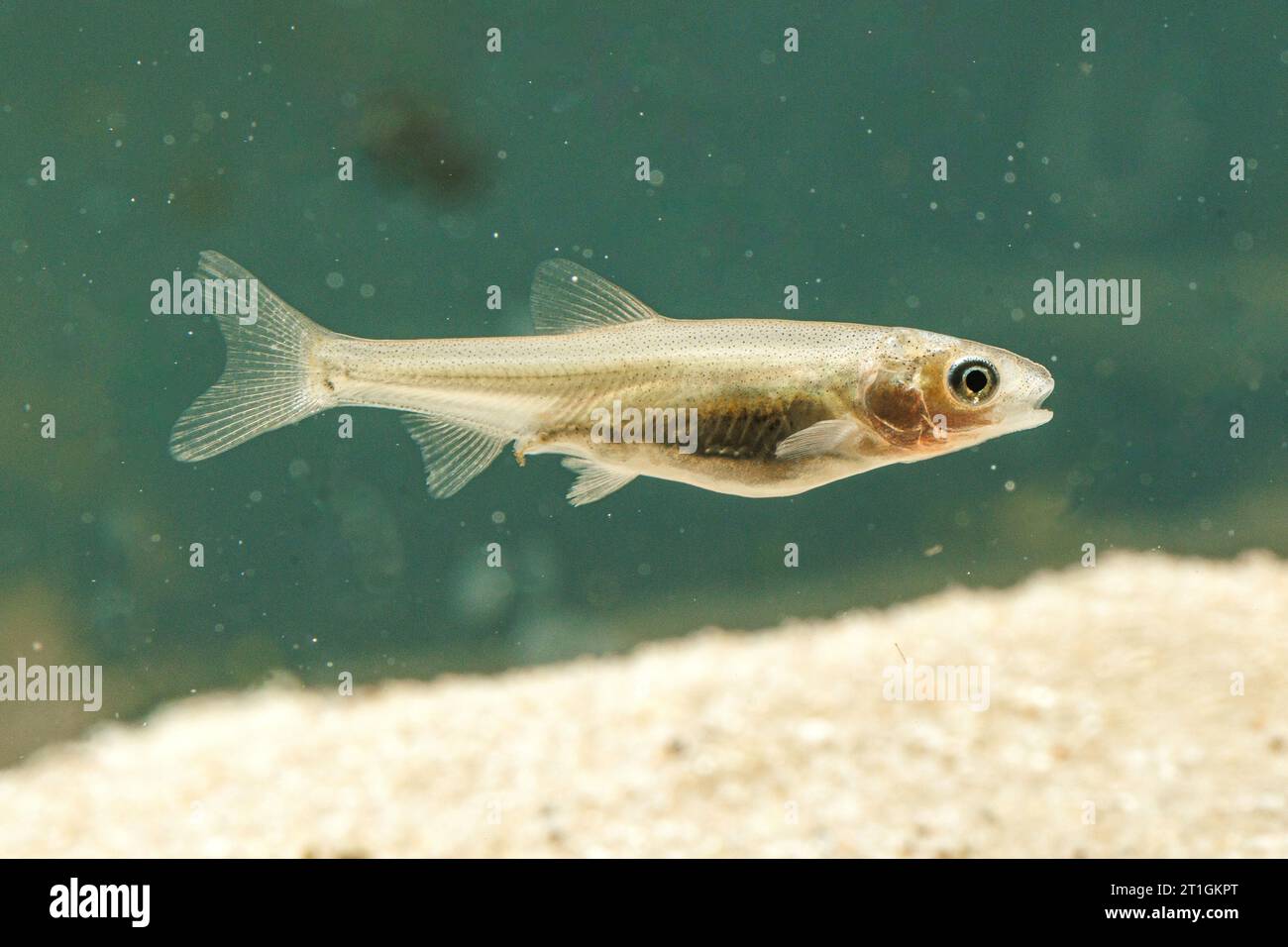 nase (Chondrostoma nasus), giovanile, vista laterale, Germania Foto Stock