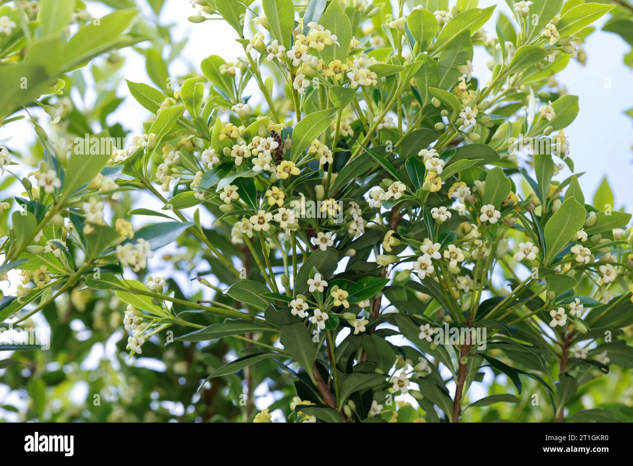 Lorel australiano, Mock Orange, Tobira, pittosporum giapponese, cheesewood giapponese (Pittosporum tobira), fioritura, Croazia Foto Stock