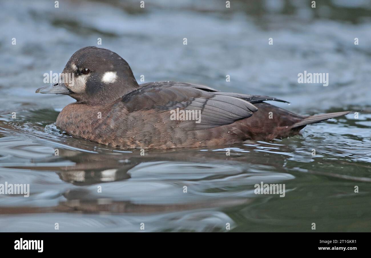 anatra arlecchese, anatra dipinta, anatra totem, anatra rocciosa, anatra glaciale, anatra di montagna, tuffatore dagli occhi bianchi, strisciante, striscia blu (Histrionicus Foto Stock