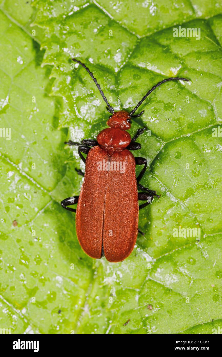 Cardinale Beetle, Cardinale Beetles, Cardinale Beetle a testa rossa (Pyrochroa serraticornis), seduto su una foglia, vista dorsale, Germania, Baviera Foto Stock