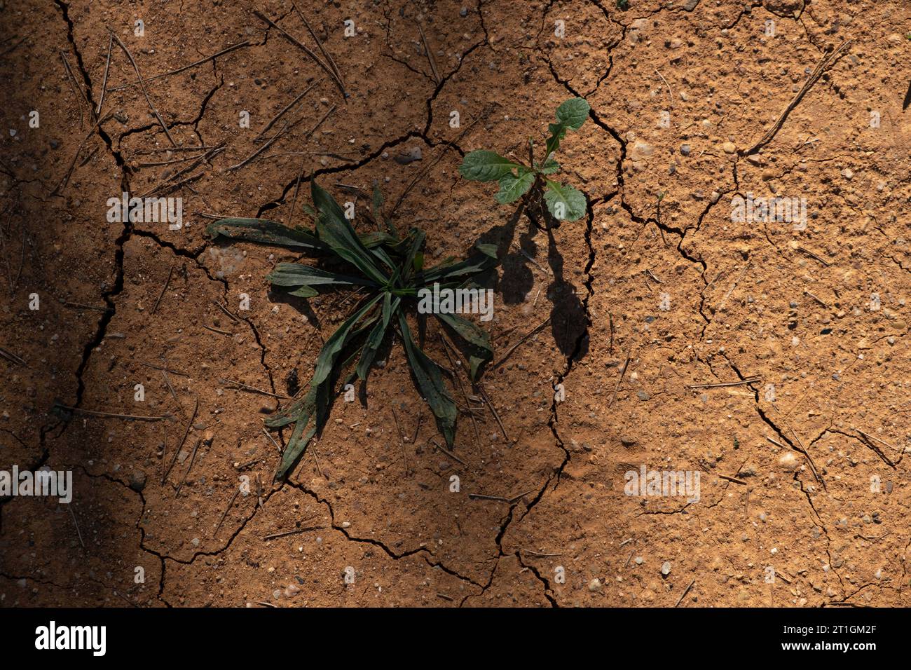 13 ottobre 2023, Baix EmpordÃ, Girona, Spagna: Piante e fiori selvatici crescono in un substrato incrinato a causa della mancanza di pioggia a Baix EmpordÃ . Se le piogge non lo impediscono, il governo della Catalogna prevede che la Catalogna entrerà in una grave situazione di emergenza a causa della siccità alla fine dell'anno nella zona ter-Llobregat, aumentando i parassiti nelle foreste e sulle colture. (Immagine di credito: © Paco Freire/SOPA Images via ZUMA Press Wire) SOLO USO EDITORIALE! Non per USO commerciale! Foto Stock