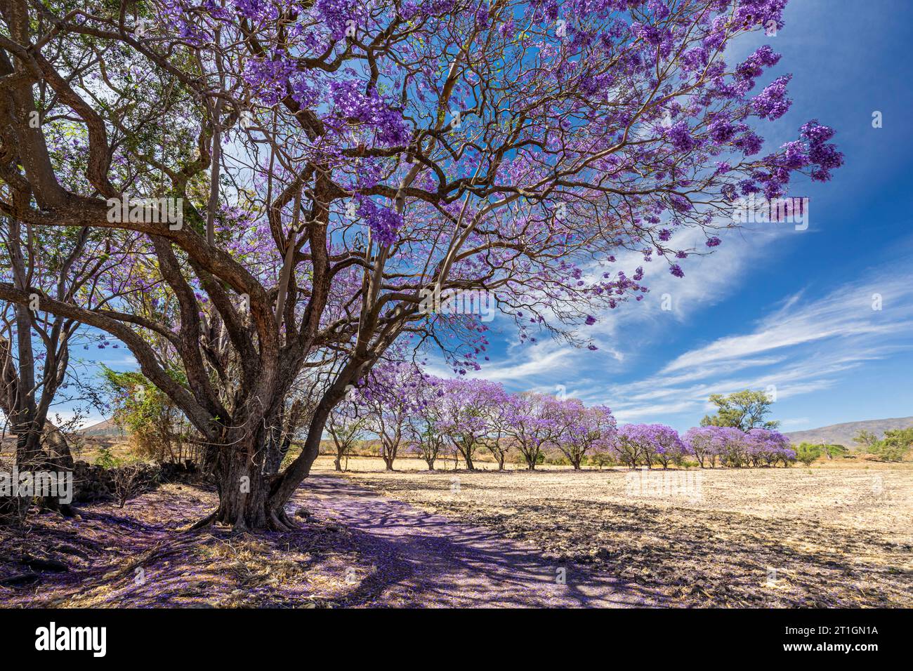 Gli alberi di Jacaranda in piena fioritura abbelliscono la campagna rurale di Jalisco, Messico. Foto Stock