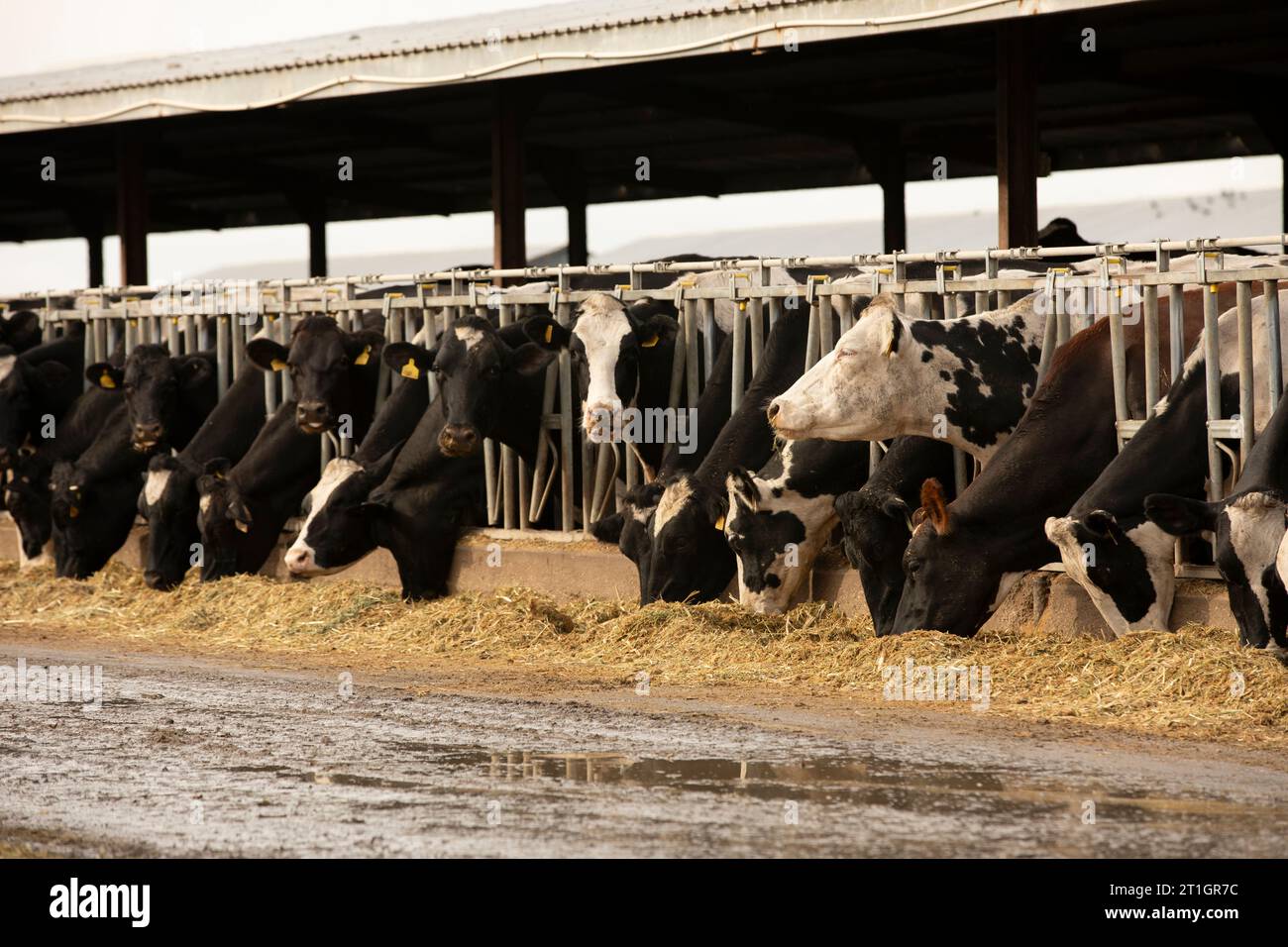 Los Banos, California, USA - 3 gennaio 2023: Il sole invernale nuvoloso splende su un allevamento di bestiame bovino nella valle centrale. Foto Stock