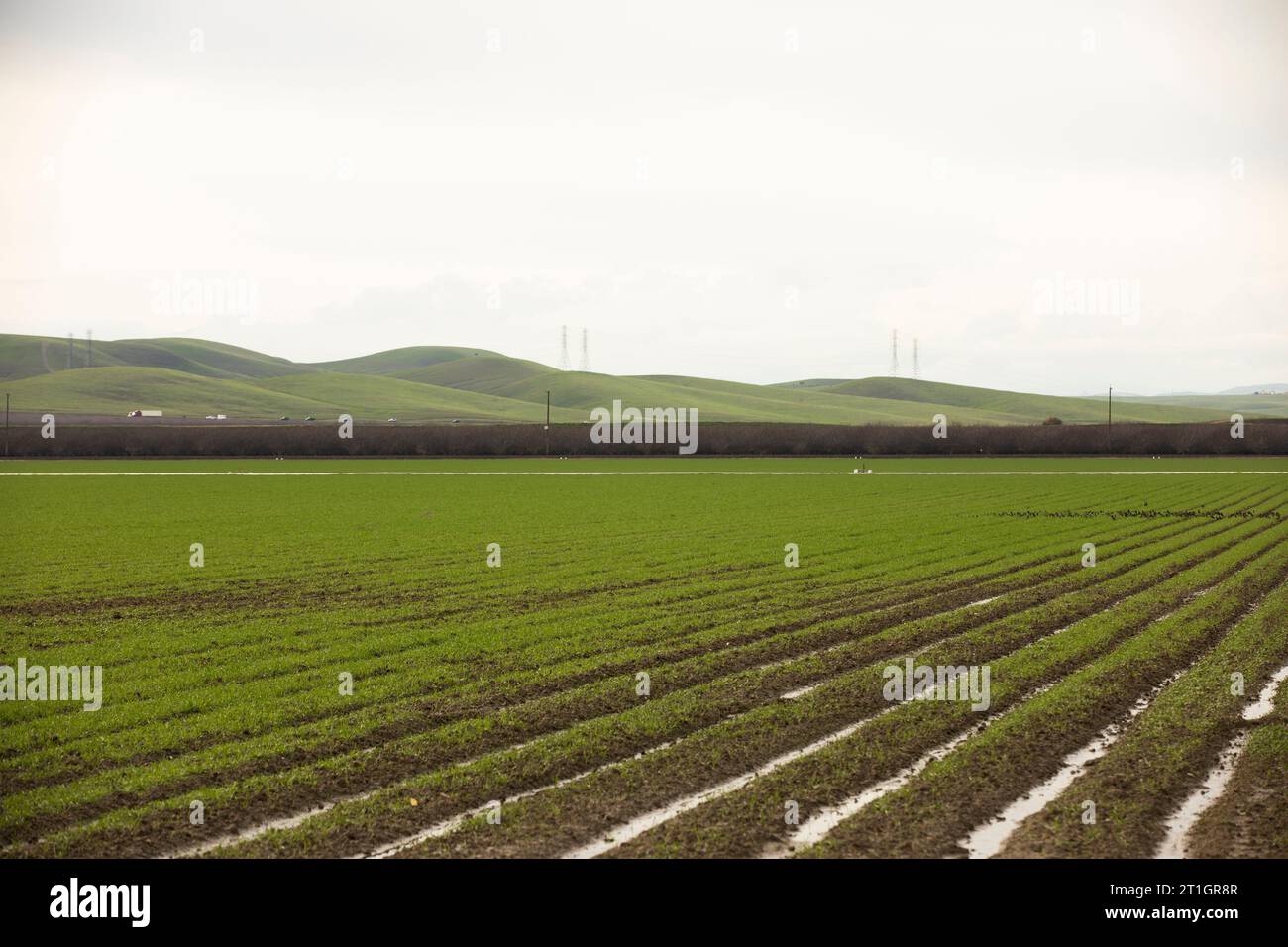 Vista invernale dell'acqua nei campi della Central Valley di Los Banos, California, USA. Foto Stock