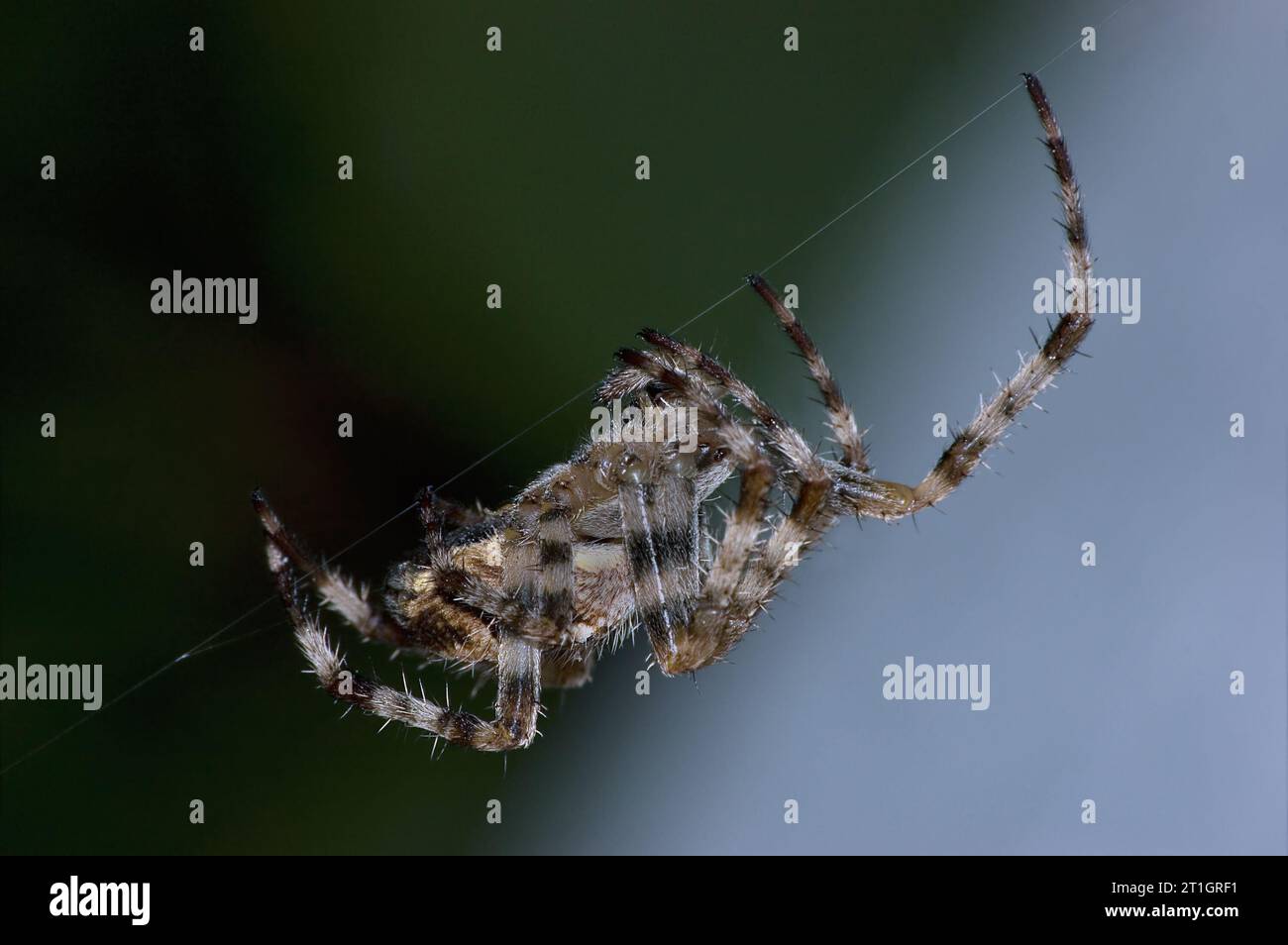 European Garden Spider Working at Night, grande dettaglio orizzontale Araneus Diadematus coronato Orb Weaver Macro primo piano, sfondo blu scuro verde Foto Stock