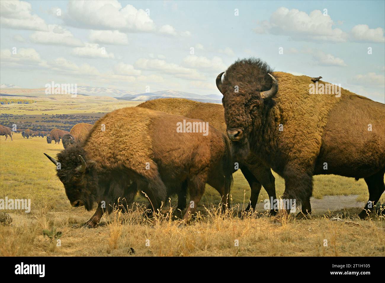 Il Museo Americano di Storia Naturale, Manhattan, New York, Stati Uniti d'America Foto Stock