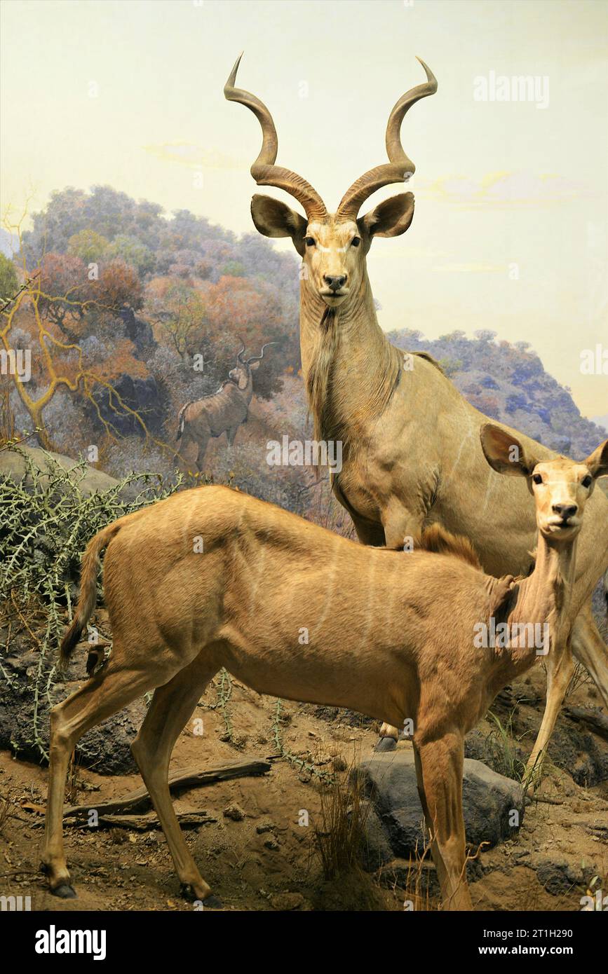 Il Museo Americano di Storia Naturale, Manhattan, New York, Stati Uniti d'America Foto Stock