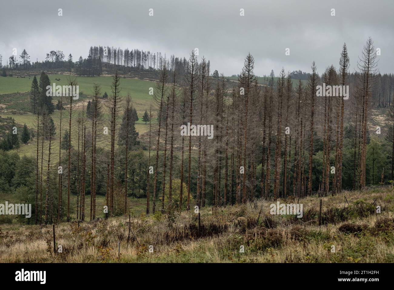 Braunlage, Germania. 13 ottobre 2023. Alberi di abete rosso morti si trovano in una zona forestale delle Harz Mountains. Rispetto agli anni precedenti, l'estate di quest'anno è stata un po' più umida e, in alcuni casi, più fresca. (Alla dpa "Bark Beetle era meno attivo in estate rispetto agli anni precedenti") credito: Swen Pförtner/dpa/Alamy Live News Foto Stock