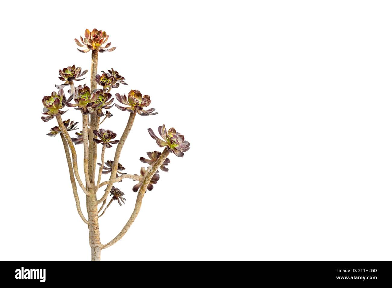 Pianta ornamentale di rosa nera di Eonium isolata su sfondo bianco con spazio per la copia Foto Stock