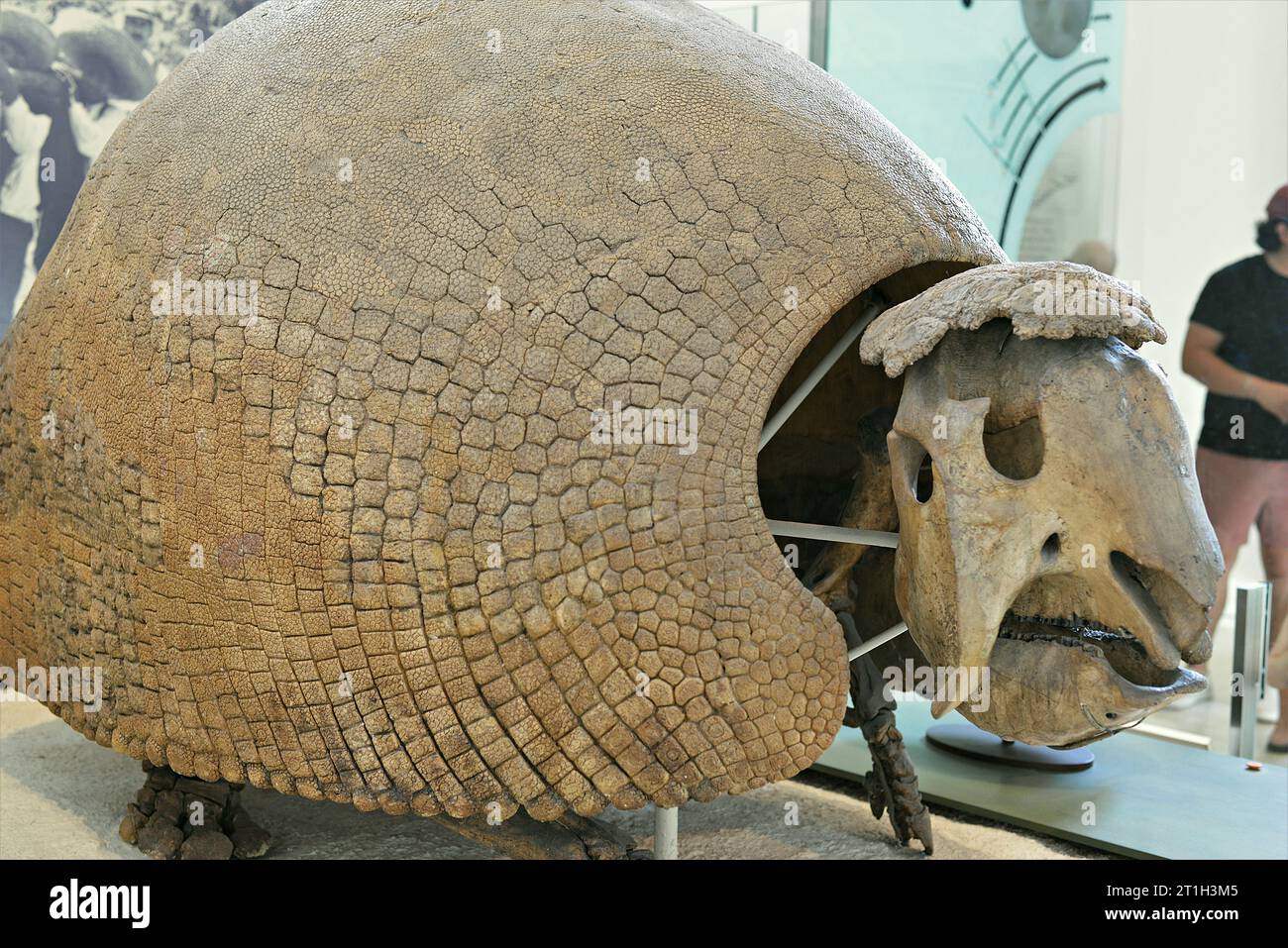 Il Museo Americano di Storia Naturale, Manhattan, New York, Stati Uniti d'America Foto Stock