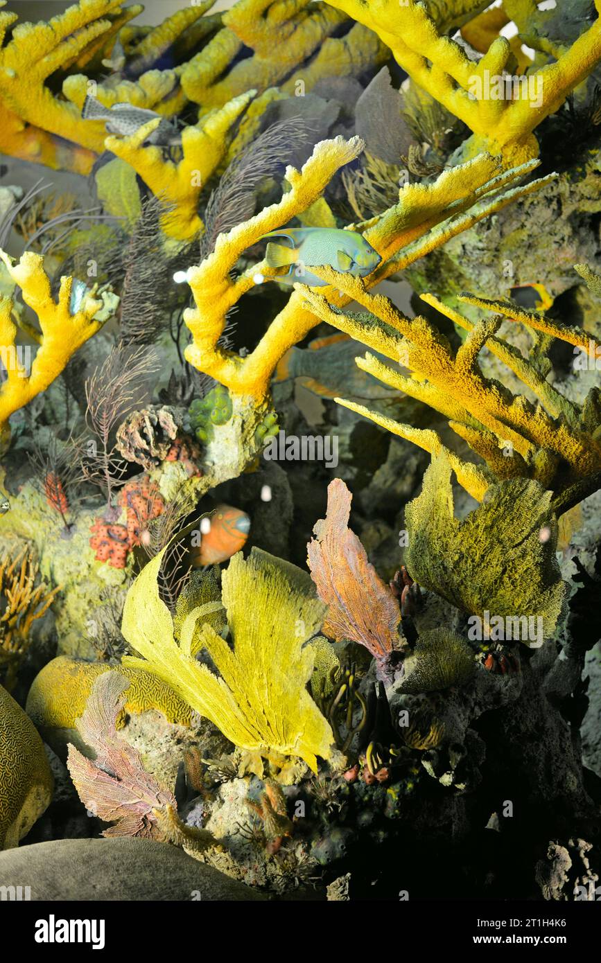 Il Museo Americano di Storia Naturale, Manhattan, New York, Stati Uniti d'America Foto Stock