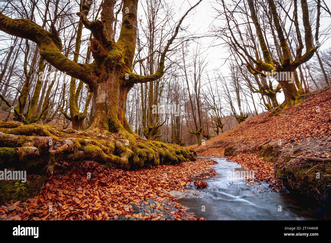 Autunno nella foresta di Otzarreta nel parco naturale di Gorbea, Bizkaia. Paesi baschi Foto Stock