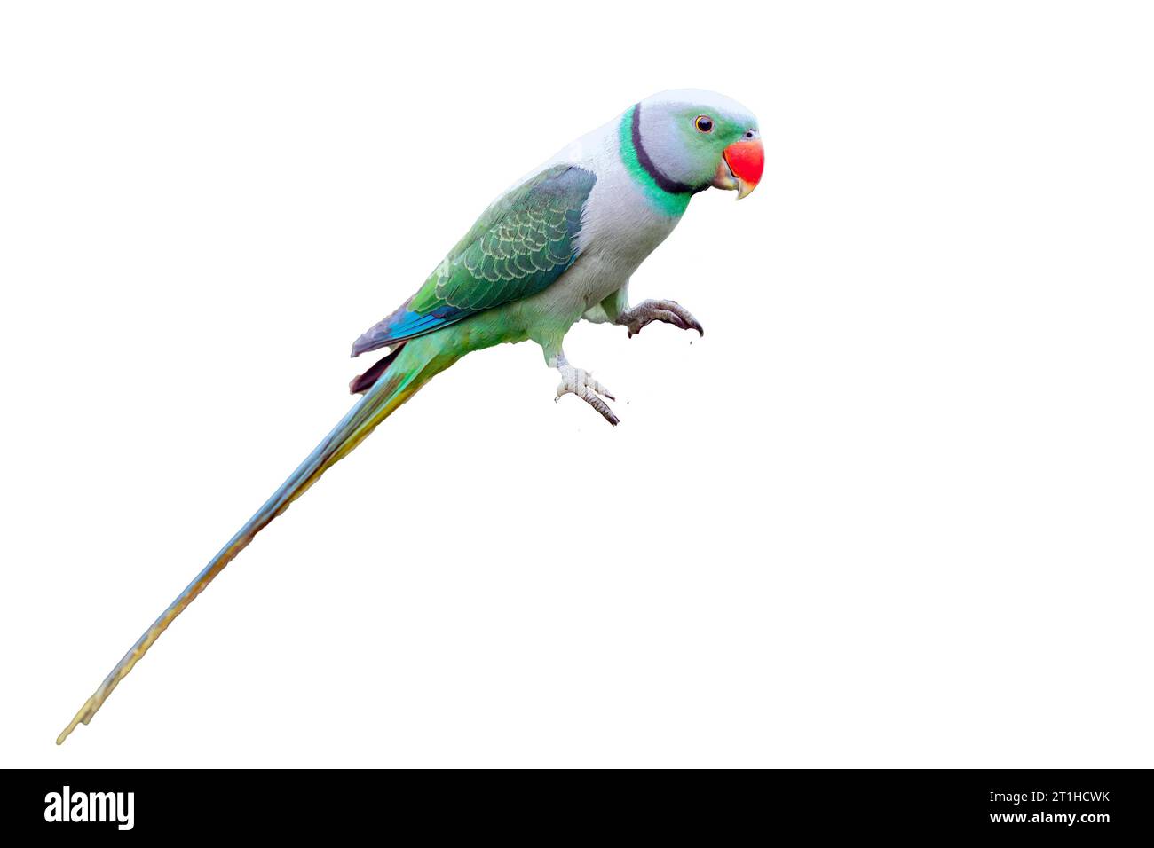 Il Parakeet di Malabar o Parakeet ad ali blu (Psittacula columboides) è un suggestivo parco verde ed è limitato alle foreste del Gha occidentale dell’India Foto Stock