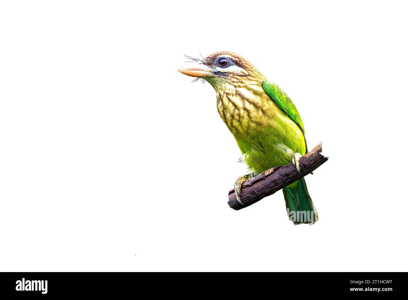 Il Barbet Cheeked bianco o piccolo Barnet verde (Psilopogon viridis) è un barbet verde che si trova solo nel sud dell'India. Notare la testa e il carattere marrone scuro Foto Stock