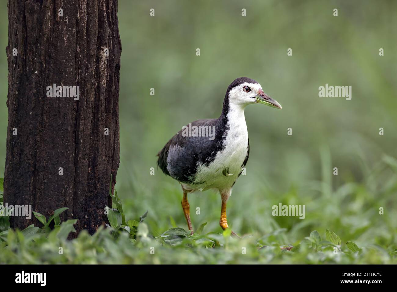 Il Waterhen dal petto bianco (Amaurornis phoenicurus) è un uccello paludoso di medie dimensioni e abbastanza comune che si trova in prati, fossati, fiumi, Foto Stock