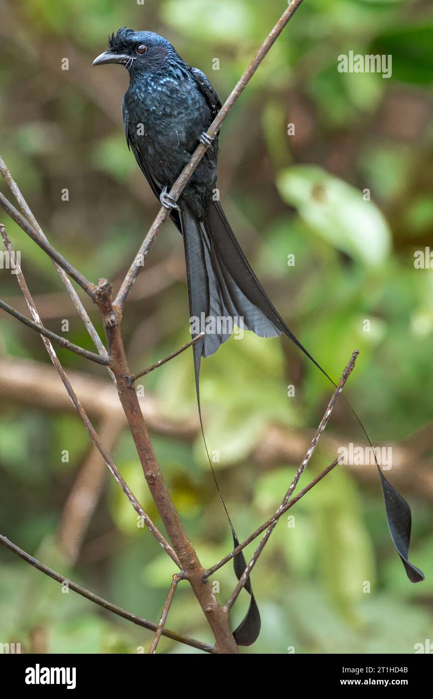 Drongo dalla coda di racchetta (Dicrurus paradiseus) Foto Stock