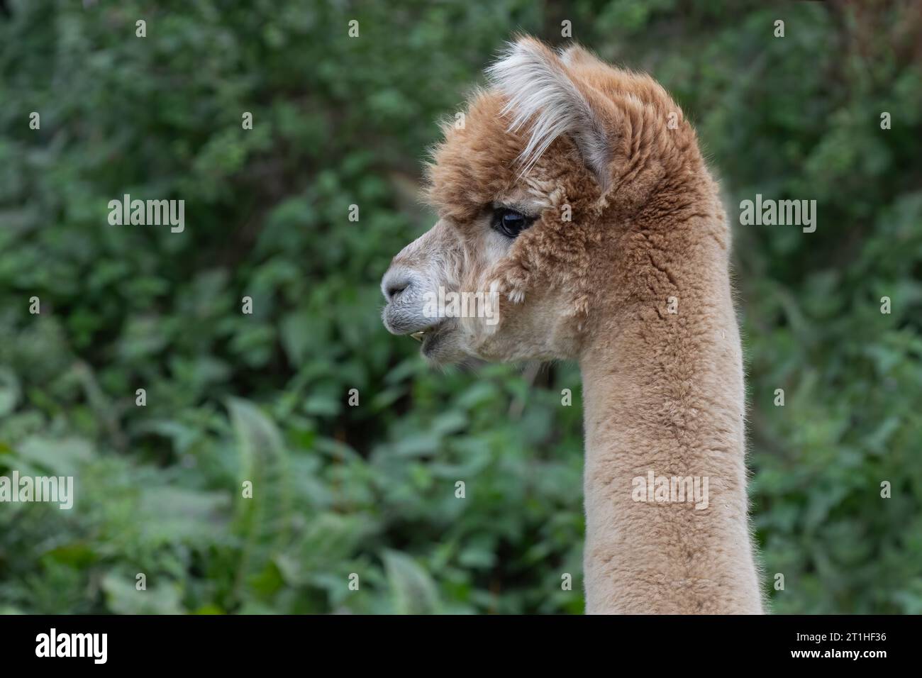 Un ritratto ravvicinato di un alpaca. La fotografia mostra la testa e una parte del collo. E' di colore marrone. Ha uno sfondo verde Foto Stock