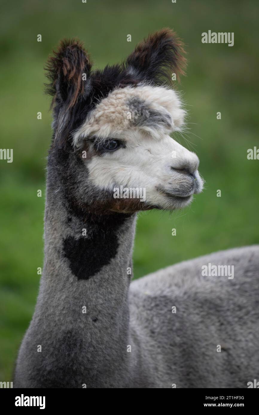 un ritratto ravvicinato di un alpaca nero, grigio e bianco. Mostra solo la testa e parte del collo e del corpo. Lo sfondo è sfocato Foto Stock