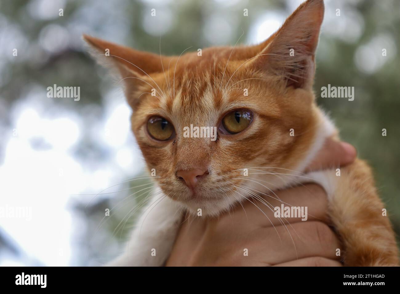 Bel gatto in mano a qualcuno, sfocatura posteriore Foto Stock