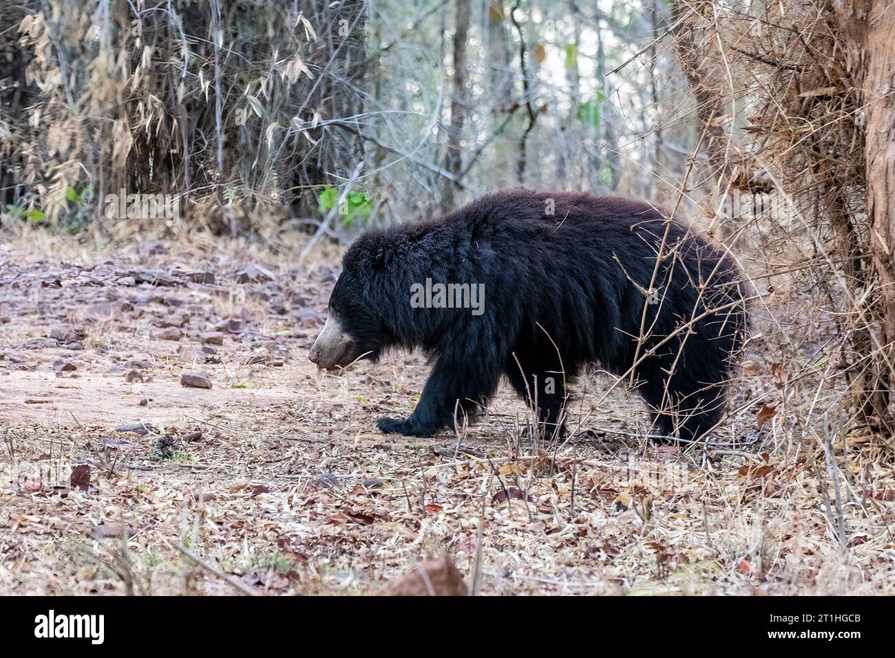 Un orso indiano che cammina sulla strada del safari in una calda mattinata estiva all'interno del Bandhavgarh National Park durante un safari naturalistico Foto Stock