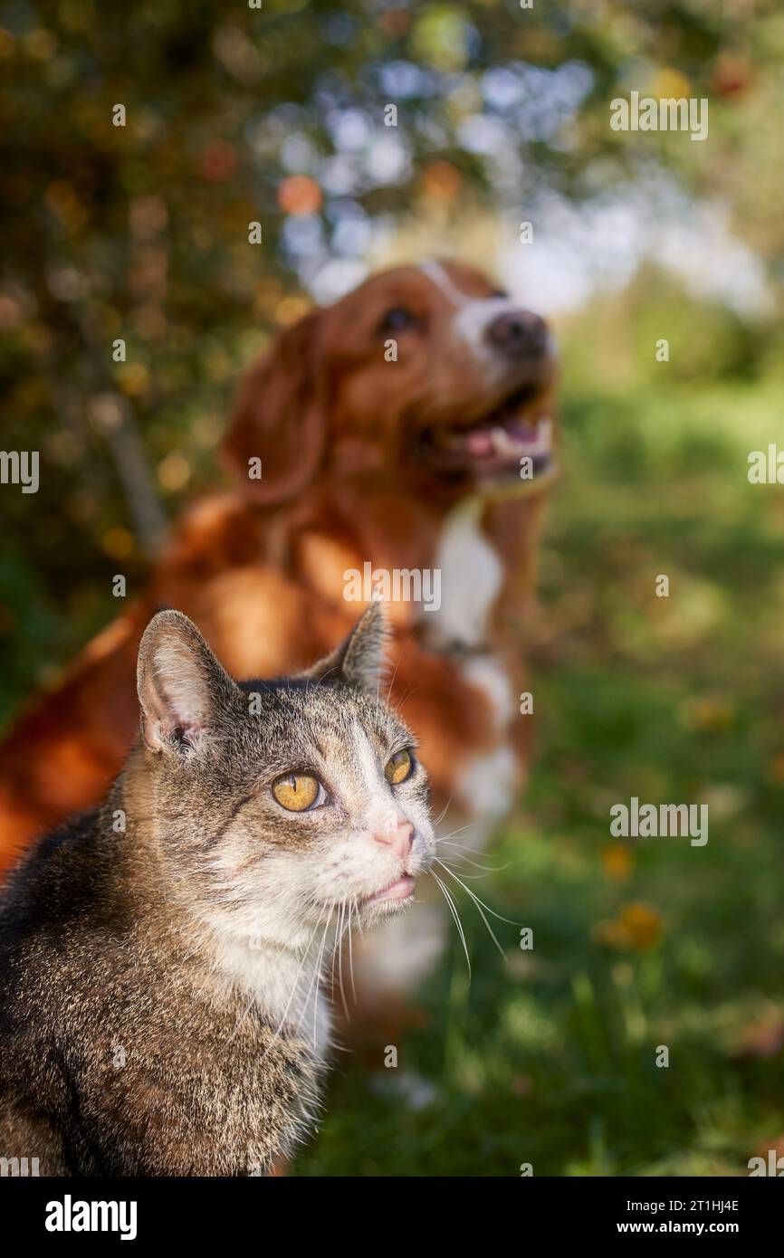 Gatto e cane seduti insieme nell'erba sotto gli alberi durante il giorno d'autunno. Freindship tra il gatto domestico tabby e il recupero in pedaggio dell'anatra della nuova Scozia. Foto Stock