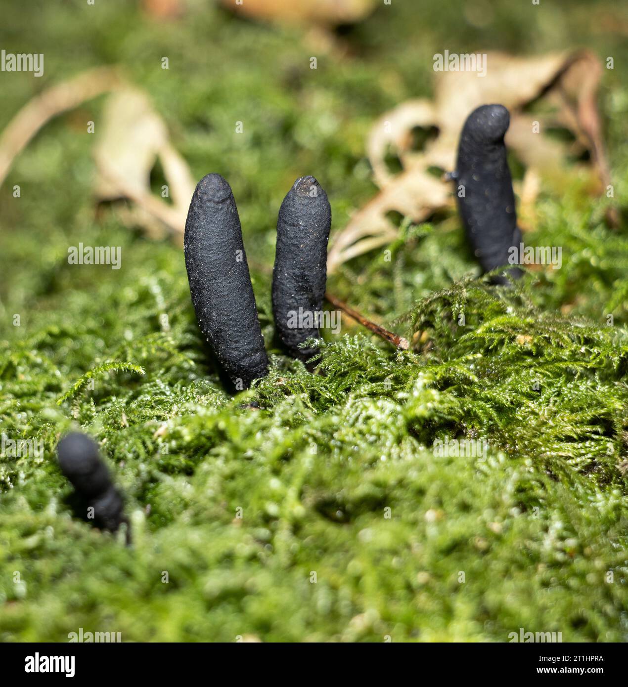 Appiattita e a forma di club, la Black Earthtongue è un piccolo parente della letale ergot. Crescono da soli o in gruppo sul muschio e nelle praterie. Foto Stock