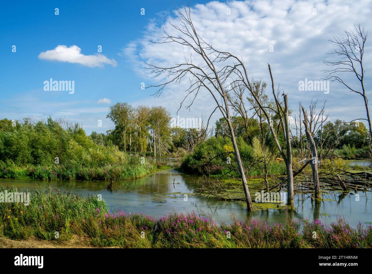 Area paludosa con alberi morti in una riserva naturale di Biesbosch, Paesi Bassi Foto Stock