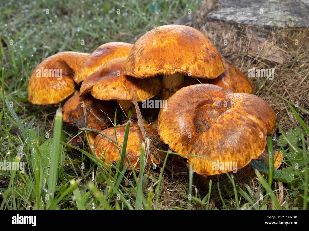Un fungo comune e cospicuo spesso si trova su deadwood e ceppi marcianti. Lo zolfo tufato o ammassato Woodlover è tossico e può causare vomito. Foto Stock