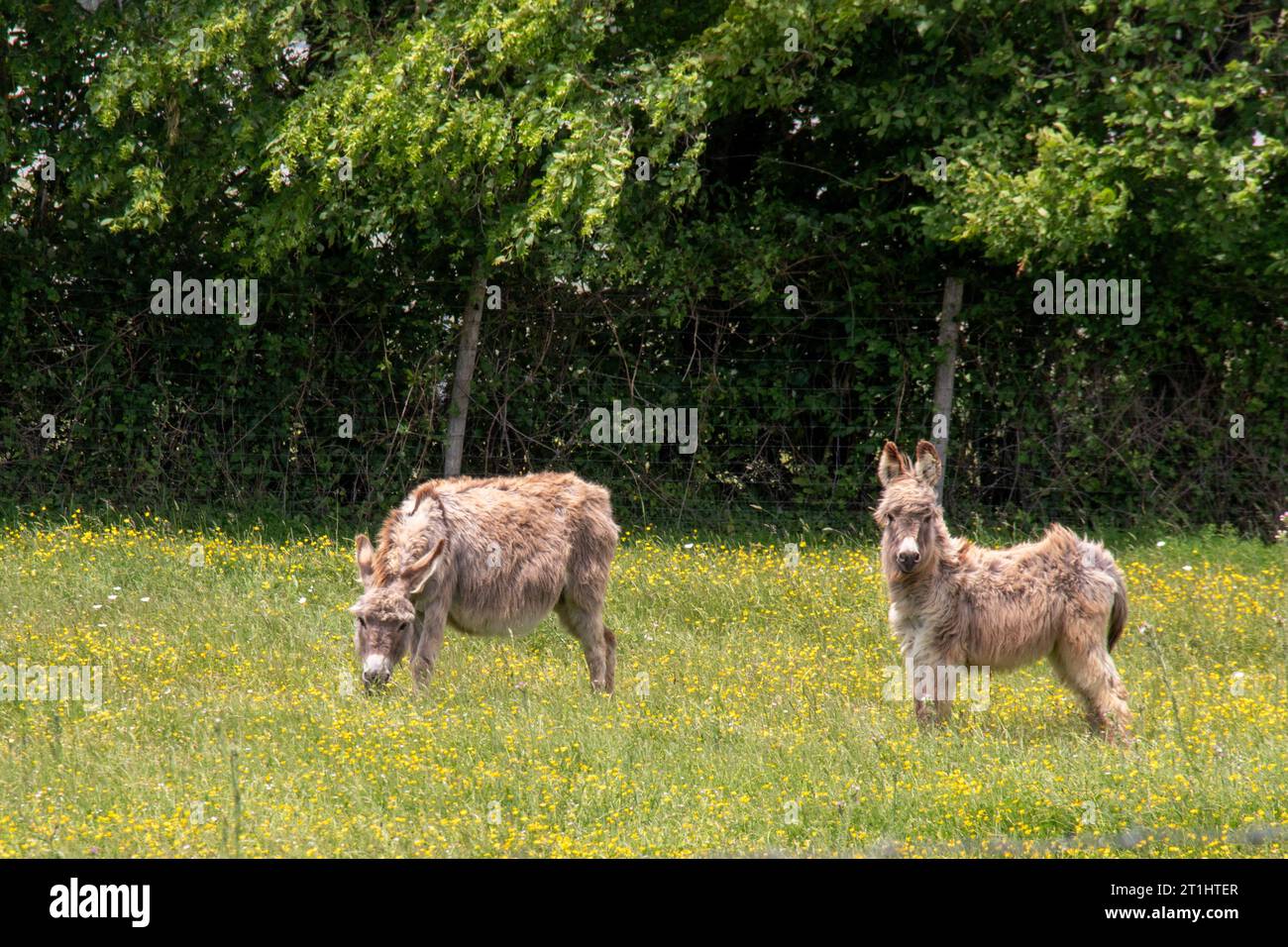 Due asini Poitou nel pascolo Foto Stock