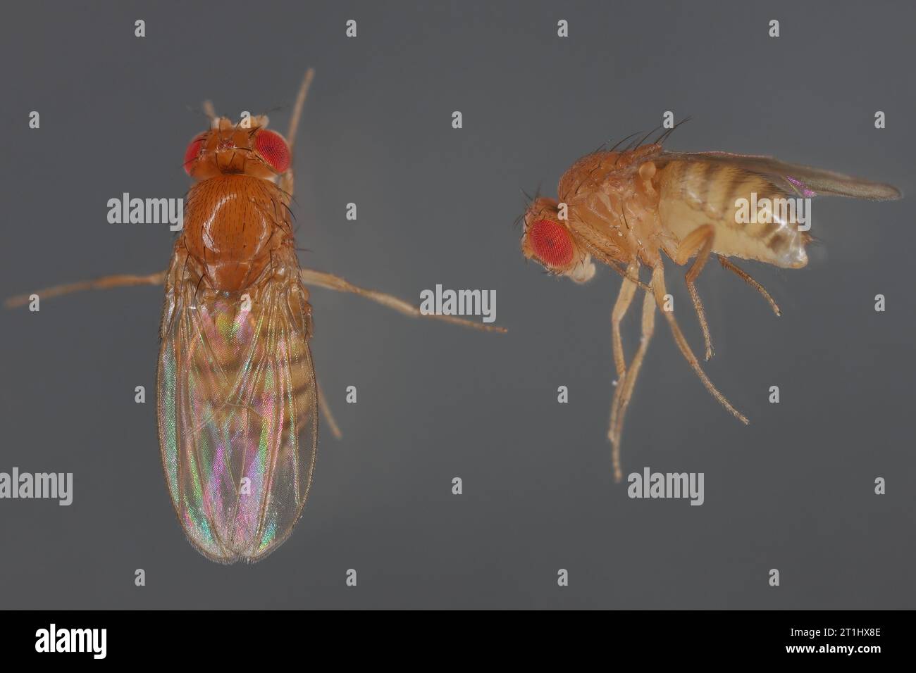 Mosca dell'aceto, mosca della frutta (Drosophila melanogaster) Foto Stock