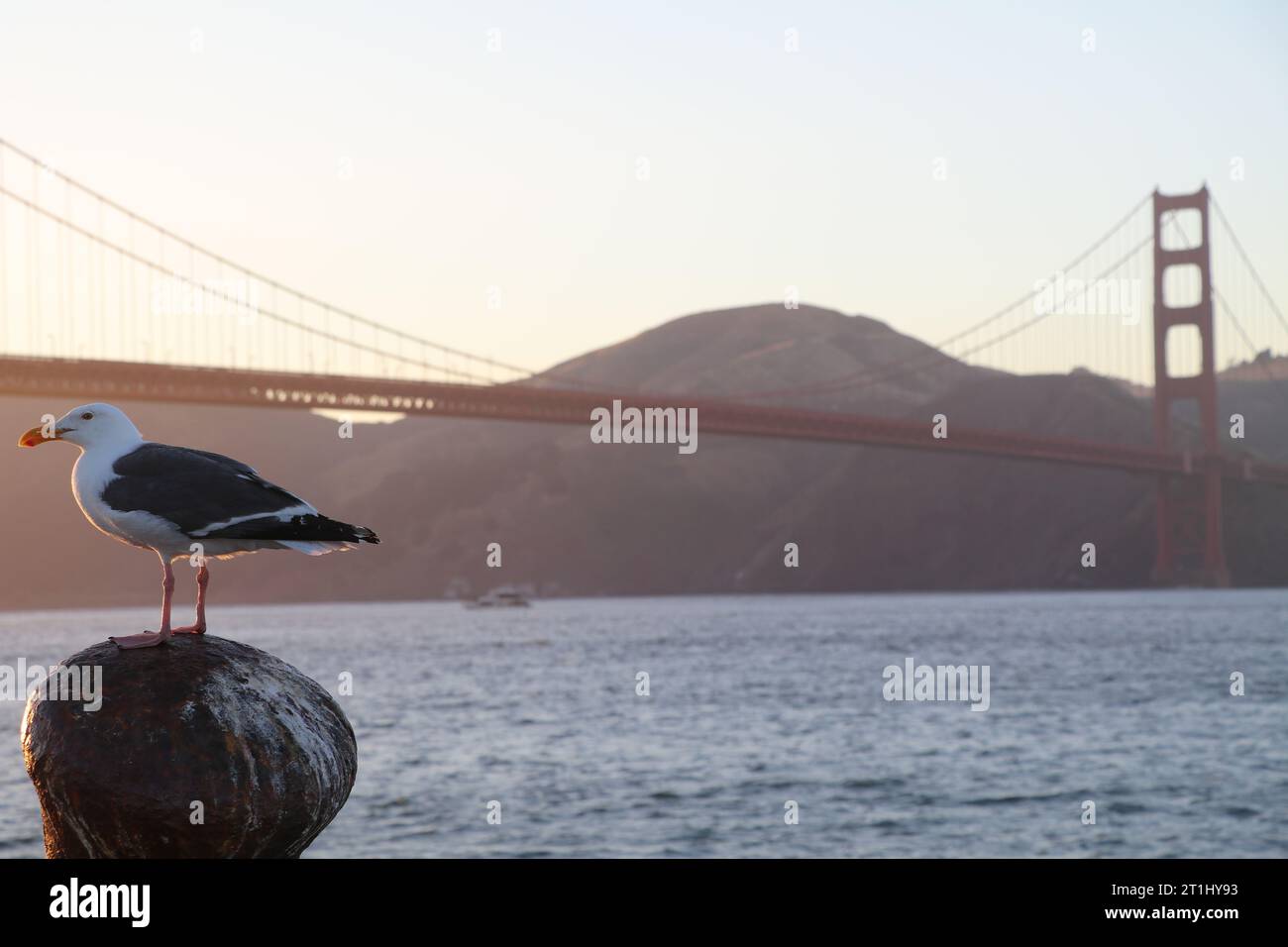 Gabbiano di fronte al Golden Gate Bridge a San Francisco, Stati Uniti. Foto Stock