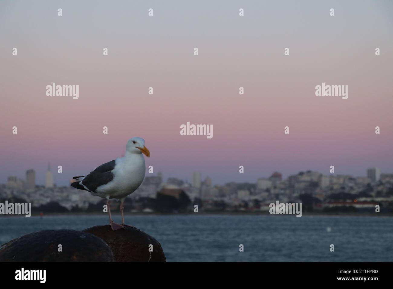 San Francisco | Seagull di fronte al Golden Gate Bridge. Foto Stock