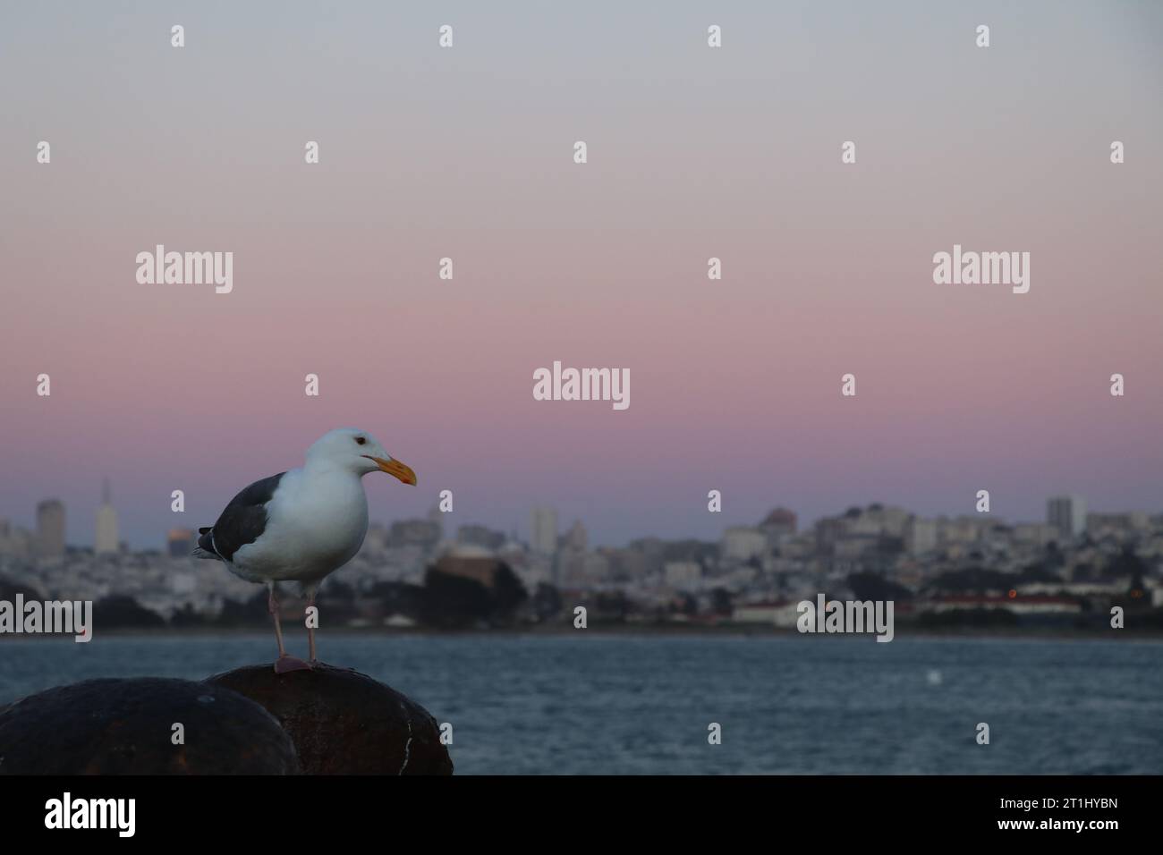 San Francisco | Seagull di fronte al Golden Gate Bridge. Foto Stock