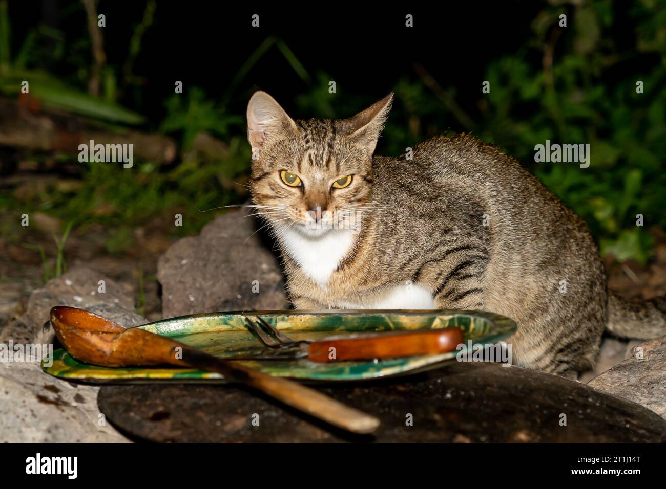 gatto affamato, gatto selvatico grigio, gatto dagli occhi verdi Foto Stock