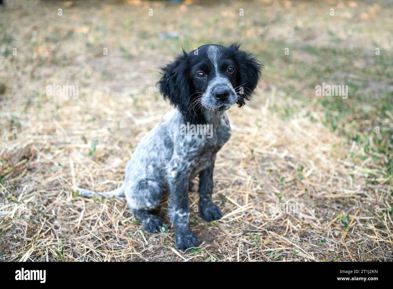 Un triste canino bianco e nero in piedi nella fattoria. Ritratto di un Cocker Spaniel inglese che guarda la fotocamera Foto Stock