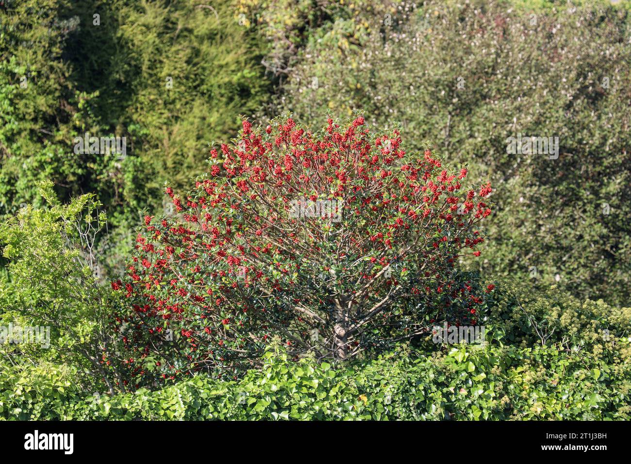 Abbondanza di frutti di bosco in un cespuglio. Sotto una crescita di Ivy. Ci saranno uccelli selvatici che li divoreranno mentre le nostre specie diminuiscono. Una traditiona Foto Stock