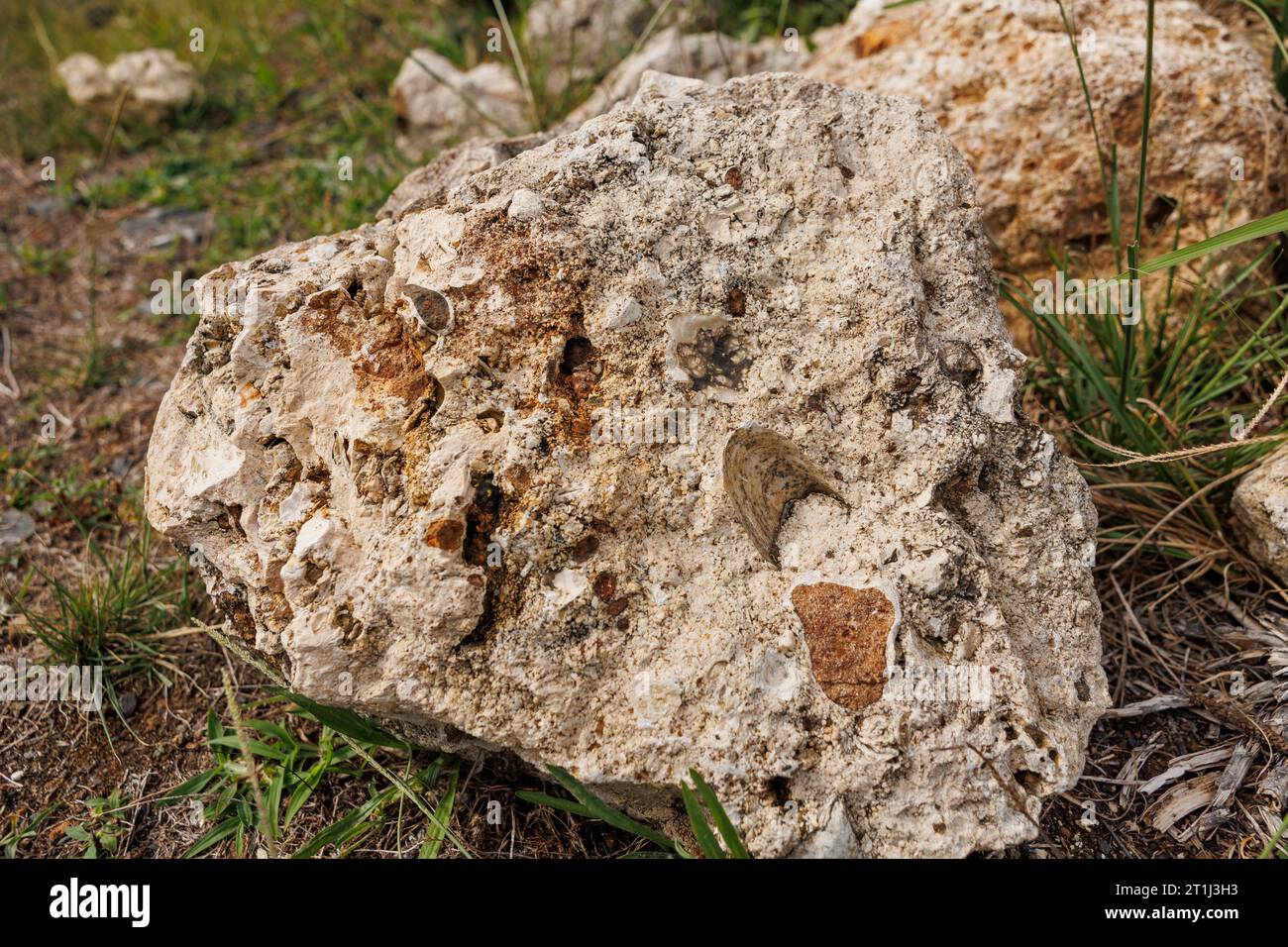 Esplora l'isola di Santa Maria, punto di riferimento di interesse geologico, rocce con fossili. Foto Stock