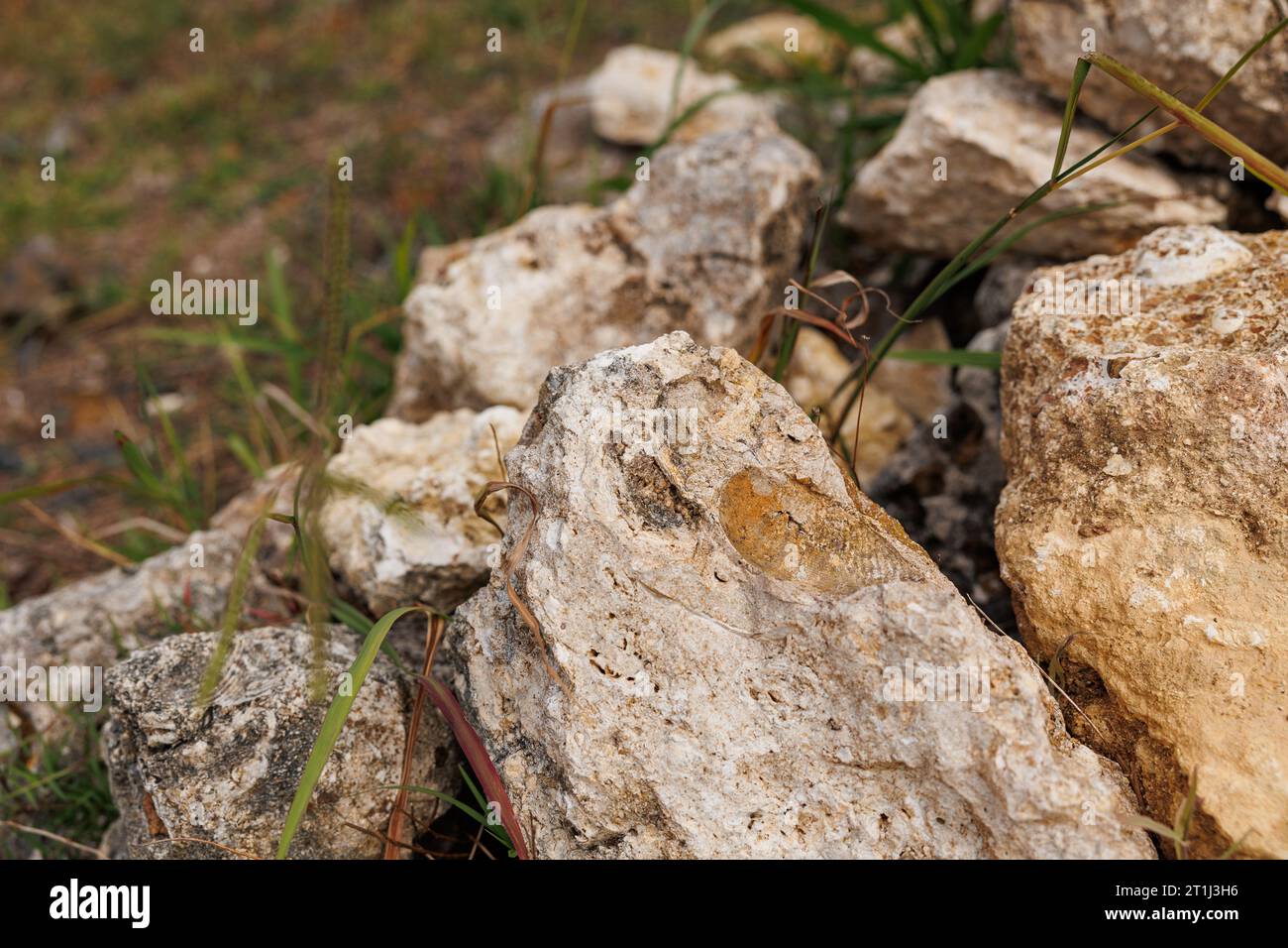 Esplora l'isola di Santa Maria, punto di riferimento di interesse geologico, rocce con fossili. Foto Stock