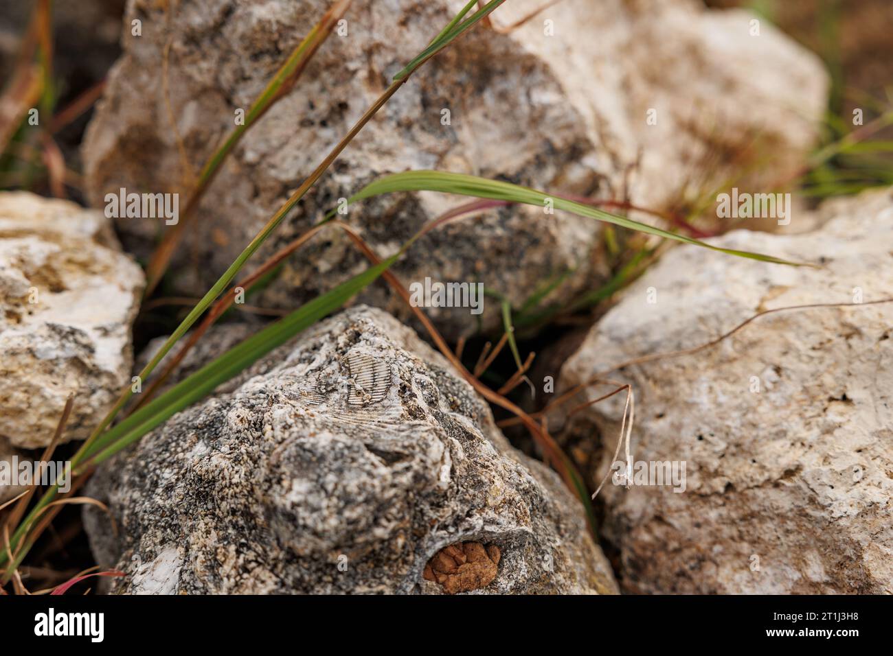 Esplora l'isola di Santa Maria, punto di riferimento di interesse geologico, rocce con fossili. Foto Stock