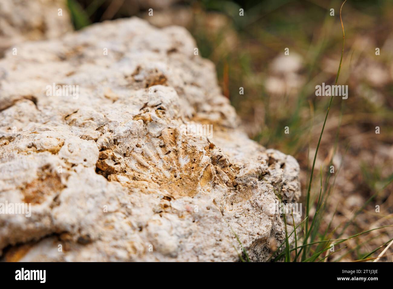 Esplora l'isola di Santa Maria, punto di riferimento di interesse geologico, rocce con fossili. Foto Stock