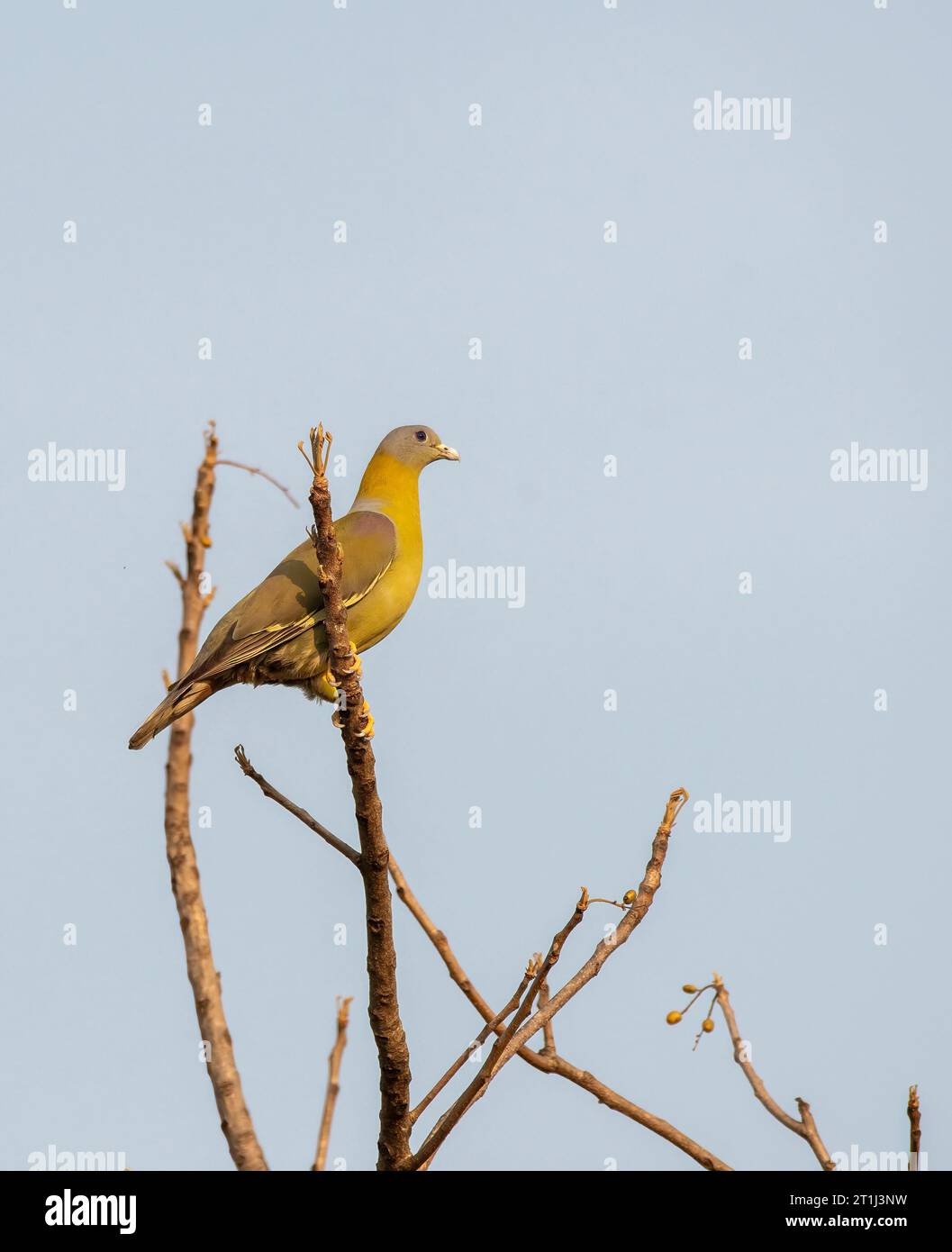 Un piccione verde dai piedi gialli arroccato sulla cima di un albero all'interno della riserva di tigre Pench durante un safari naturalistico Foto Stock