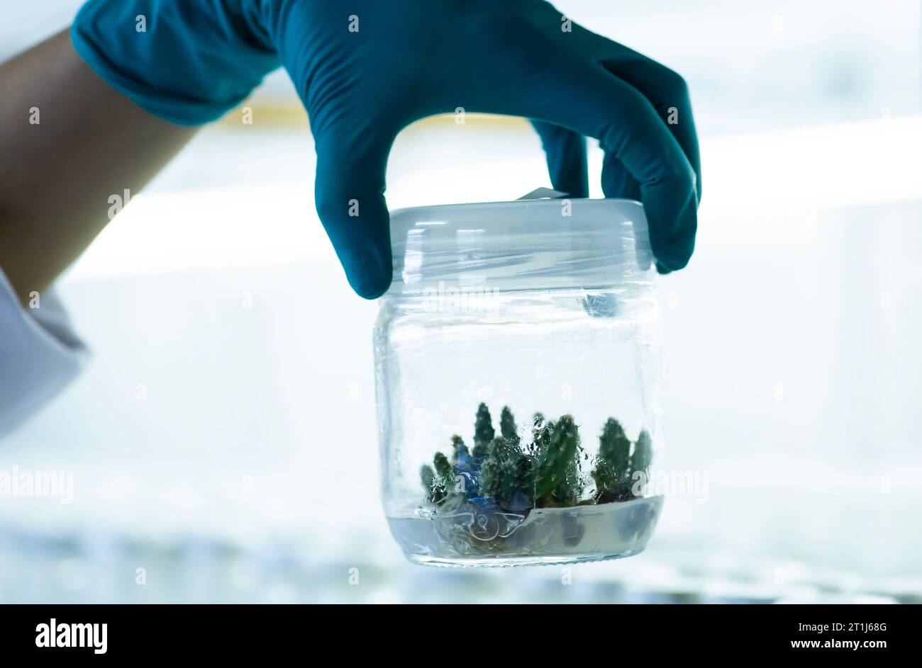 Uno scienziato che lavora in un laboratorio, che conduce ricerche agricole con un vaso di vetro con piante Foto Stock