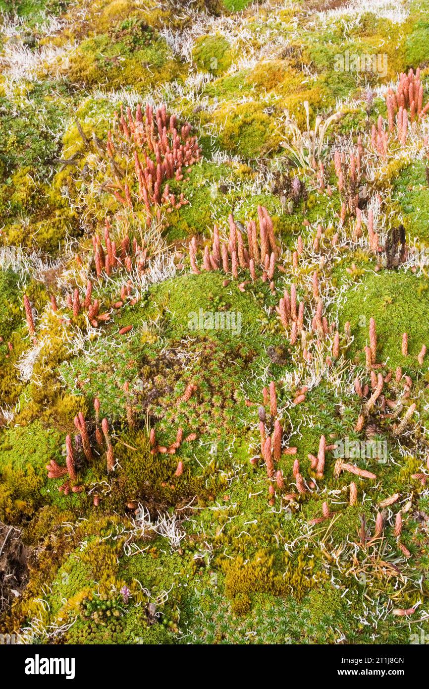 Puna, Papallacta Pass Ecuador Foto Stock