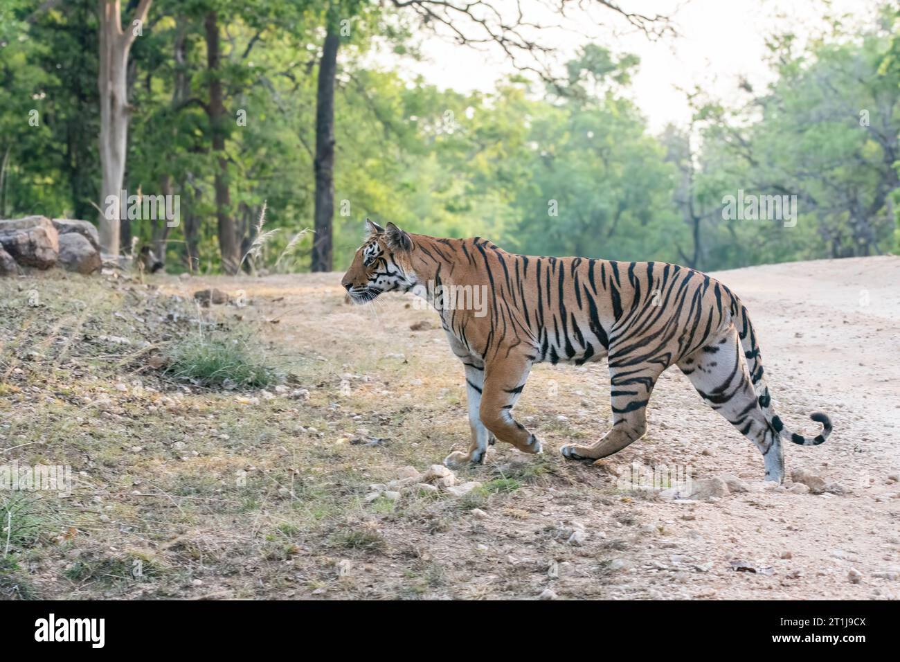 Una tigre dominante che esplora il suo territorio attraversando il percorso safari in un caldo pomeriggio estivo all'interno delle giungle del Pench National Park Foto Stock