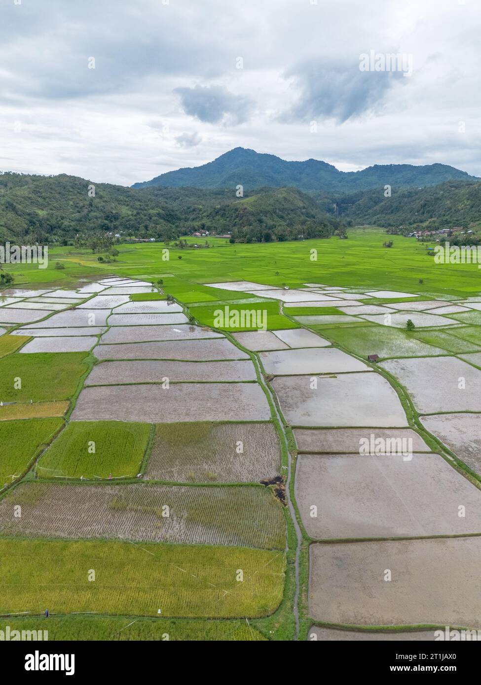 Vista aerea della risaia, Riau, Sumatra, Indonesia. Foto Stock