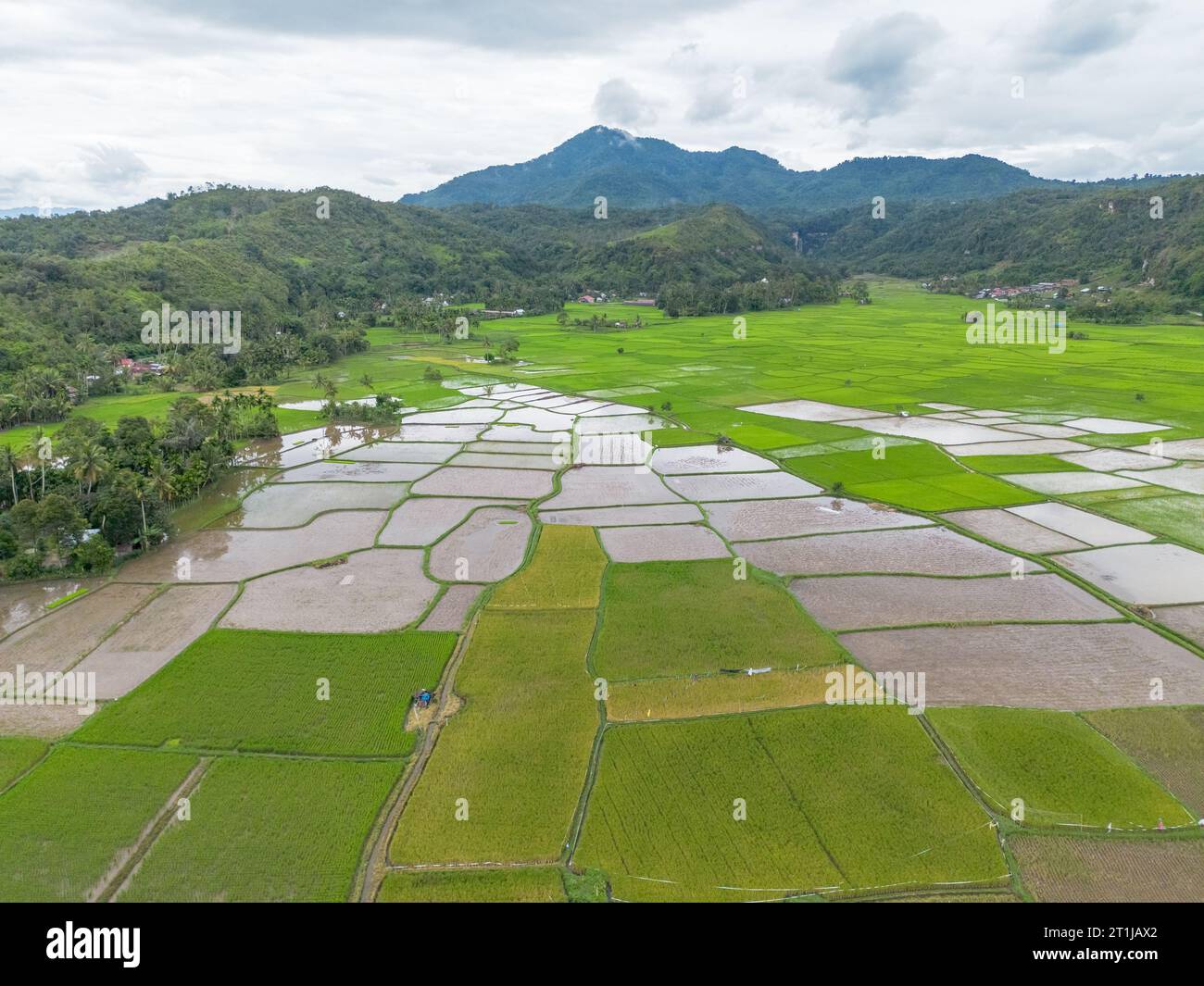 Vista aerea della risaia, Riau, Sumatra, Indonesia. Foto Stock