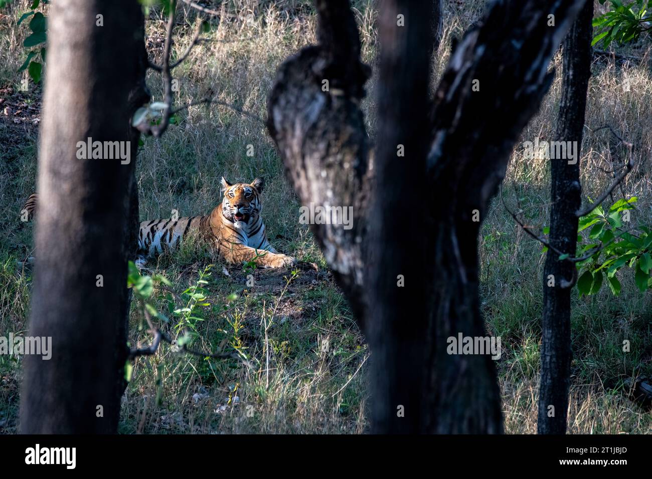 Una tigre dominante che si rilassa in erbe spesse nel caldo pomeriggio estivo all'interno delle giungle del Parco Nazionale di Pench durante un safari naturalistico Foto Stock